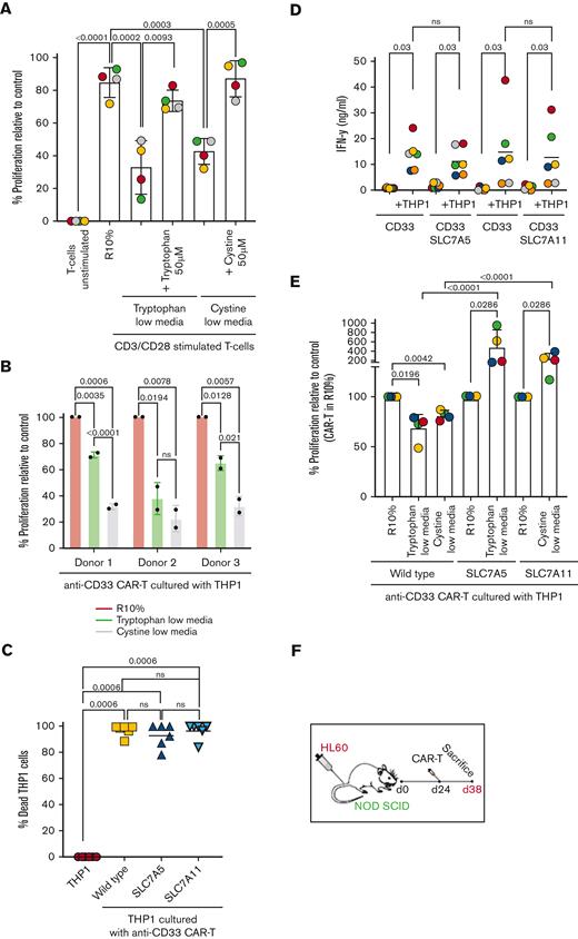 Insertion of SLC7A5 or SLC7A11 amino acid transporters upregulates arginase expression in CAR T cells. (A) The proliferation of T cells is significantly impaired by tryptophan or cystine-free culture conditions, in vitro as measured by CSFE dilution using flow cytometry after 72 hours. (B) The proliferation of anti–CD33-CAR T cells in response to CD33+ THP1 leukemia cells is significantly reduced by tryptophan or cystine-free conditions in vitro as measured by flow cytometry after 72 hours. Anti–CD33-CAR T cells produced from 3 individual human donors are shown. (C) Expression of SLC7A5 or SLC7A11 has no detrimental effect on the cytotoxicity of CAR T cells against target CD33+ THP1 in vitro. The percentage of dead THP1 cells measured by flow cytometry after 72 hours. (D) Activation–induced IFN-γ release remains unchanged by the expression of SLC7A5 or SLC7A11 after CAR T-cell culture with target CD33+ THP1 in vitro. IFN-γ concentration was measured by bead immunoassay in cell culture supernatants after 72 hours. (E) SLC7A5 or SLC7A11–modified anti-CD33 CAR T cells have enhanced proliferation under tryptophan- or cystine-low (75% free) culture conditions respectively, compared with unmodified CAR T cells, in vitro. CAR T-cell proliferation was measured by flow cytometry after 72 hours. (F) Schematic showing NOD-SCID mice engrafted with CD33+ HL60 AML. Following confirmed engraftment mice were injected with modified or control CAR T cells from 3 human donors. (G) The proliferation of unmodified or SLC7A5- or SLC7A11–modified anti-CD33 CAR T cells in NOD-SCID mice with established engraftment of CD33+ AML blasts (HL60). Data from the day of euthanization. CAR T-cell frequency was determined by qPCR. Pooled data from 3 human donors. (H) SLC7A5- or SLC7A11–modified anti-CD33 CAR T cells reduce the expansion of CD33+ HL60 in the bone marrow of murine xenografts, compared with those treated with unmodified CAR T cells. Fold change in AML on the day of euthanization from the day of CAR T administration. Pooled data from 3 human donors. (I) Heatmap of the differential gene expression analysis comparing SLC7A5 or SLC7A11–modified anti-CD33 CAR T cells with unmodified anti-CD33 CAR T cells from n = 5 human donors. Top 500 genes shown. The red arrow indicates the ARG2 gene. (J) Intracellular Arg1 enzyme expression is significantly increased in SLC7A5- or SLC7A11–modified anti-CD33 CAR T cells compared with unmodified CAR T cells cultured with CD33+ THP1, under R10%, tryptophan-low (75% free), or cystine-low (75% free) conditions. Intracellular ARG1 staining as measured by flow cytometry in CAR T cells from n = 3 human donors. (K) Intracellular Arg2 enzyme expression is significantly increased in SLC7A5- or SLC7A11–modified anti-CD33 CAR T cells compared with unmodified CAR T cells cultured with CD33+ THP1, under tryptophan-low (75% free) or cystine-low (75% free) conditions. Intracellular Arg2 staining as measured by flow cytometry in CAR T cells from n = 3 human donors. (L) Arginase enzyme activity, measured by catabolism of arginine into ornithine and urea, is increased in SLC7A5- or SLC7A11–modified anti-CD33 CAR T cells compared with unmodified CAR T cells. CAR T cells were cultured with CD33+ THP1 for 48 hours, before sorting and enzyme activity analysis. Data from n = 4 human donors is shown. CFSE, carboxyfluorescein succinimidyl ester; qPCR, quantitative polymerase chain reaction.
