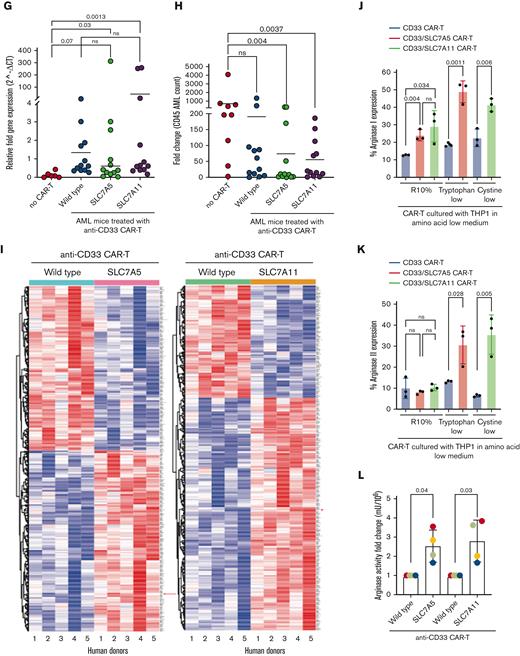 Insertion of SLC7A5 or SLC7A11 amino acid transporters upregulates arginase expression in CAR T cells. (A) The proliferation of T cells is significantly impaired by tryptophan or cystine-free culture conditions, in vitro as measured by CSFE dilution using flow cytometry after 72 hours. (B) The proliferation of anti–CD33-CAR T cells in response to CD33+ THP1 leukemia cells is significantly reduced by tryptophan or cystine-free conditions in vitro as measured by flow cytometry after 72 hours. Anti–CD33-CAR T cells produced from 3 individual human donors are shown. (C) Expression of SLC7A5 or SLC7A11 has no detrimental effect on the cytotoxicity of CAR T cells against target CD33+ THP1 in vitro. The percentage of dead THP1 cells measured by flow cytometry after 72 hours. (D) Activation–induced IFN-γ release remains unchanged by the expression of SLC7A5 or SLC7A11 after CAR T-cell culture with target CD33+ THP1 in vitro. IFN-γ concentration was measured by bead immunoassay in cell culture supernatants after 72 hours. (E) SLC7A5 or SLC7A11–modified anti-CD33 CAR T cells have enhanced proliferation under tryptophan- or cystine-low (75% free) culture conditions respectively, compared with unmodified CAR T cells, in vitro. CAR T-cell proliferation was measured by flow cytometry after 72 hours. (F) Schematic showing NOD-SCID mice engrafted with CD33+ HL60 AML. Following confirmed engraftment mice were injected with modified or control CAR T cells from 3 human donors. (G) The proliferation of unmodified or SLC7A5- or SLC7A11–modified anti-CD33 CAR T cells in NOD-SCID mice with established engraftment of CD33+ AML blasts (HL60). Data from the day of euthanization. CAR T-cell frequency was determined by qPCR. Pooled data from 3 human donors. (H) SLC7A5- or SLC7A11–modified anti-CD33 CAR T cells reduce the expansion of CD33+ HL60 in the bone marrow of murine xenografts, compared with those treated with unmodified CAR T cells. Fold change in AML on the day of euthanization from the day of CAR T administration. Pooled data from 3 human donors. (I) Heatmap of the differential gene expression analysis comparing SLC7A5 or SLC7A11–modified anti-CD33 CAR T cells with unmodified anti-CD33 CAR T cells from n = 5 human donors. Top 500 genes shown. The red arrow indicates the ARG2 gene. (J) Intracellular Arg1 enzyme expression is significantly increased in SLC7A5- or SLC7A11–modified anti-CD33 CAR T cells compared with unmodified CAR T cells cultured with CD33+ THP1, under R10%, tryptophan-low (75% free), or cystine-low (75% free) conditions. Intracellular ARG1 staining as measured by flow cytometry in CAR T cells from n = 3 human donors. (K) Intracellular Arg2 enzyme expression is significantly increased in SLC7A5- or SLC7A11–modified anti-CD33 CAR T cells compared with unmodified CAR T cells cultured with CD33+ THP1, under tryptophan-low (75% free) or cystine-low (75% free) conditions. Intracellular Arg2 staining as measured by flow cytometry in CAR T cells from n = 3 human donors. (L) Arginase enzyme activity, measured by catabolism of arginine into ornithine and urea, is increased in SLC7A5- or SLC7A11–modified anti-CD33 CAR T cells compared with unmodified CAR T cells. CAR T cells were cultured with CD33+ THP1 for 48 hours, before sorting and enzyme activity analysis. Data from n = 4 human donors is shown. CFSE, carboxyfluorescein succinimidyl ester; qPCR, quantitative polymerase chain reaction.