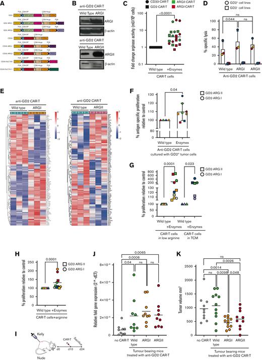 Insertion of arginase enzymes enhances CAR T-cell activity in vitro and in vivo. (A) Schematic of CAR T-cell constructs containing the basic anti-CD33-CAR scFv-CD8 hinge-41BB-CD3ζ or the basic anti-GD2-CAR scFv with CH2CH3 spacer-CD8 hinge-41BB-CD3ζ, in conjunction with Arg1 or Arg2. A truncated CD34 is expressed for CAR T identification and purification. (B) Representative expression of Arg1 or Arg2 by anti-GD2 CAR T cells as demonstrated by western blot, with actin loading control. Representative of N = 3 individual donors. (C) Arginase enzyme activity, measured by catabolism of arginine into ornithine and urea, is increased in Arg1- or Arg2–modified anti-GD2 or anti-CD33 CAR T cells compared with unmodified CAR T cells. Data from n = 20 human CAR T-cell donors. (D) Arginase enzyme insertions lead to no detrimental effect on CAR T-cell–specific cytotoxicity against anti-GD2+ tumor cell targets, as measured by chromium release. (E) Heatmap of the differential gene expression analysis comparing Arg1- or Arg2–modified anti-GD2 CAR T-cells with unmodified anti-GD2 CAR T-cells from n = 3 human donors. Top 100 genes shown. (F) Arginase–modified anti-GD2 CAR T-cells have enhanced proliferation in the presence of anti-GD2 tumor target cells, compared with unmodified CAR T cells, in vitro. CAR T-cell proliferation was measured by flow cytometry after 72 hours. (G) Arginase–modified anti-GD2 CAR T cells have enhanced proliferation under low-arginine (75% free) or tumor-conditioned media culture conditions, compared with unmodified CAR T cells, in vitro. CAR T-cell proliferation was measured by 3H-thymidine uptake after 96 hours. (H) Arginase–modified anti-GD2 CAR T cells have enhanced proliferation when culture conditions are supplemented with 100μM arginine, compared with unmodified CAR T cells, in vitro. CAR T-cell proliferation was measured by 3H-thymidine uptake after 96 hours. (I) Diagram illustrating subcutaneous engraftment of GD2+ KELLY cell line in nude mice, before the administration of CAR T cells on Day +10. (J) Proliferation of unmodified control or Arg1- or Arg2–modified anti-GD2 CAR T cells in nude mice with established engraftment of GD2+ tumor cells (KELLY). Data from the day of euthanization. CAR T-cell copies determined by qPCR. (K) Arg1- or Arg2–modified anti-GD2 CAR T cells reduce tumor volume, compared with those treated with unmodified CAR T cells. qPCR, quantitative polymerase chain reaction.
