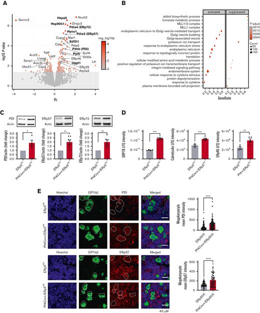 Evidence of increased ER stress pathways in ERp5-deficient platelets. (A) Proteomic analysis of resting platelet lysate from control (ERp5fl/fl) and CKO (Pf4Cre+/Erp5fl/fl) mice. Volcano plot for all proteins detected by tandem mass spectometry (MS/MS), with the log2 fold change (lfc) plotted on the x-axis vs the negative log10 (P) of a paired test statistic on the y-axis. Proteins in red are significantly increased (positive lfc value) or decreased (negative lfc value) in CKO compared with control mice (P < .05). Color scale represents negative log10 (P); P = .05 corresponds to a negative log10 P value of 1.3 (upper limit of grayed-out area). (B) Upregulated and downregulated protein pathways in the resting platelet lysate of CKO mice by gene ontology enrichment pathway analysis. (C) Western blot of resting platelet lysates from control (gray) and CKO (red) mice showing increased expression of PDI, ERp57, and ERp72 proteins in ERp5-deficient platelets. Top panels are representative blots. Bottom panels show the relative band density of protein, expressed as a ratio to the corresponding β-actin band, n = 4 to 7 per genotype. (D) Label-free quantification (LFQ) intensity plots for ER proteins GRP78, calreticulin, and ERp46 detected by MS/MS in the resting platelet lysates from control (gray) and CKO (red) mice, n = 4 to 5 per genotype. (E) Megakaryocyte expression of PDI and ERp57 in the bone marrow of control and CKO mice. Representative bone marrow histology sections, stained for Hoechst (nuclei, blue), GP1bβ (green), PDI, or ERp57 (red). Mean fluorescence intensity per megakaryocyte area. n = 28 to 35 megakaryocytes from 3 to 4 mice per genotype, mean ± SEM, Student t test. ∗P < .05, ∗∗P < .005, ∗∗∗P < .0005, ∗∗∗∗P < .0001.
