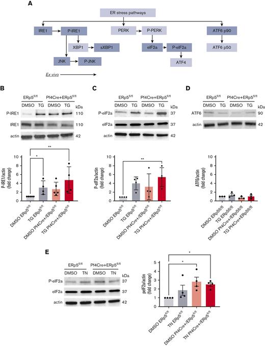 ERp5-deficient platelets have increased activation of the PERK pathway. (A) Schematic of the 3 ER stress/unfolded protein response pathways: IRE1, PERK, and ATF6. Proteins included in this study are highlighted in gray. Detection of P-IRE1, IRE1 (B); P-eIF2a, eIF2a (C); and ATF6 (D) in platelet lysates from control (ERp5fl/fl) and CKO (Pf4Cre+/ERp5fl/fl) mice after treatment of platelets with DMSO (vehicle control) or thapsigargin (TG). Representative immunoblots are shown. Band densitometry of P-IRE1, P-eIF2a, and ATF6 expressed as a ratio to corresponding β-actin bands, in control (gray) and KO (red) platelets after treatment with DMSO (light box) or TG (dark box). (E) Detection of P-eIF2a and eIF2a in platelets after treatment with DMSO or tunicamycin (TN) for 2 hours. Representative immunoblots are shown. Band densitometry of P-eIF2a expressed as a ratio to corresponding β-actin bands, in control (gray) and KO (red) platelets after treatment with DMSO (light box) or TN (dark box). Ratios are presented as fold change over DMSO-treated controls. n = 3 to 4 mice per genotype, mean ± SEM, 1-way analysis of variance (ANOVA) with Dunn post hoc analysis. ∗P < .05, ∗∗P < .005. kDa, kilodalton.