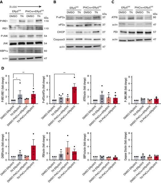 Injection of tunicamycin induces platelet ER stress in ERp5 CKO mice. Detection of P-IRE1, IRE1, P-JNK, JNK, and XBP1s (A); (B) P-eIF2a, eIF2a, CHOP, and caspase 3 (B); and ATF6 and PDI (C) in platelets isolated from control (ERp5fl/fl) and CKO (Pf4Cre+/ERp5fl/fl) mice 24 hours after injection with DMSO (control) or tunicamycin (TN). Representative immunoblots are shown. Band densitometry of P-IRE1; P-JNK expressed as a ratio to total protein. XBP1s is expressed as a ratio to actin. P-eIF2a is expressed as a ratio to total eIF2a. CHOP, caspase 3, ATF6, and PDI are expressed as ratios to actin in control (gray) and KO (red) platelets after injection of DMSO (light box) and TN (dark box). Ratios are presented as fold change over DMSO-treated controls. n = 3 to 4 mice per genotype, mean ± SEM, 1-way ANOVA with Dunn post hoc analysis. ∗∗P < .005, ∗P < .05.