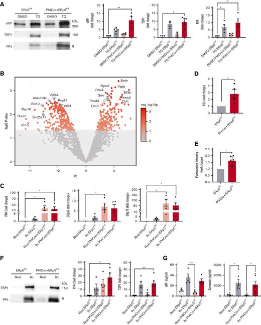 ERp5-deficient platelets have increased constitutive secretion of ER proteins. (A) Representative immunoblots of vWF, TSP1, and PF4 in the platelet releasates from control (ERp5fl/fl) and CKO (Pf4Cre+/ERp5fl/fl) mice after treatment of platelets with DMSO (buffer control) or thapsigargin (TG). Densitometry of VWF, TSP1, and PF4 in the releasates from control (gray) or KO (red) platelets treated with DMSO (light box) or TG (dark box). Ratios are presented as fold change over DMSO-treated controls. (B) Proteomic analysis of resting platelet releasate from ERp5fl/fl and Pf4Cre+/ERp5fl/fl mice. Volcano plot for all proteins detected by MS/MS, with the log2 fold change (lfc) plotted on the x-axis vs the negative log10 (P) of a paired test statistic on the y-axis. Proteins in red are significantly increased (positive lfc value) or decreased (negative lfc value) in CKO compared with control mice (P < .05). Color scale represents negative log10 (P), P = .05 corresponds to a negative log10 (P) of 1.3 (upper limit of grayed-out area). (C) Densitometry of PDI, ERp57, and ERp72 on western blots of platelet releasates from control (gray) and ERp5 CKO (red) mice after platelet treatment with buffer (rest) (light box) or thrombin 0.5 U/mL (IIα) (dark box). (D) CKO mice have increased plasma PDI. Densitometry of PDI on a western blot of plasma samples from control (gray) and CKO (red) mice. (E) Relative disulfide reductase activity of thrombin 0.5 U/mL-treated CKO platelets (red) compared with thrombin-treated control platelets (gray) as measured by the dieosin glutathione disulfide assay. (F) Representative immunoblots of TSP1 and PF4 in the platelet releasate after treatment with buffer (rest) or thrombin (IIα). Densitometry of TSP1 and PF4 in the releasates of control (gray) and ERp5 KO (red) platelets treated with buffer (light box) or thrombin (dark box). Ratios are presented as fold change over buffer-treated controls. (G) VWF and serotonin concentration (ng/mL) measured by enzyme-linked immunosorbent assay in the releasates of control (gray) and ERp5 KO (red) platelets treated with buffer (light box) or thrombin (dark box). n = 3 to 6 per genotype, mean ± SEM, Student t test (D, E), 1-way ANOVA with Dunn post hoc analysis (A, C, F, G). ∗P < .05, ∗∗P < .005.