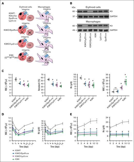 K3 deficiency results in anemia in mice. (A) Summary of experimental mouse strains. (B) Erythroid cells and macrophages were isolated from mouse BM using anti-Ter119 and anti-F4/80 beads, respectively, and K3 expression was determined on western blots probed with anti-K3 Ab, using anti-GAPDH as a loading control. Images are representative of 4 mice per strain. (C) Comparison of several hematologic parameters of mouse peripheral blood at baseline. (D) Comparison of RBC and Hb recovery in mice in response to PHZ-induced hemolytic anemia. (E) Comparison of RBC and Hb levels in mice during EPO-induced erythropoiesis. The data were acquired by Advia 120 Hematology System and are mean ± SD; mutant vs K3WT mice; ∗P < .05; n = 10 mice per group.