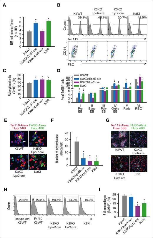 K3 is crucial for EBI formation and EB maturation in the BM. (A) Total BM cells per femur. ∗P < .05; K3 mutant vs K3WT strains; n = 5 mice per strain. (B) Flow cytometric analysis of BM EB populations. Representative histograms of Ter119+ erythroid cells (top), which were further divided to EB progenitor populations I to VI, based on their size (forward side scatter) and CD44 expression (bottom). (C) Statistical comparison of erythroid Ter119+ cell quantity in mouse BM expressed as a percentage of BM cells, as shown in panel A (top). ∗P < .05; K3 mutant vs K3WT strains; n = 5 mice per group. (D) Statistical comparison of cell quantities at each stage of erythroid differentiation expressed as a percentage of Ter119+ cells. ∗P <.05; ∗∗P < .01; K3 mutant vs K3WT strains, n = 5 mice per group. (E) Representative images of reconstituted EBIs from single-cell suspensions of mouse BM labeled for macrophage Alexa Fluor-488 F4/80 (green) and erythroid Alexa Fluor 568-Ter-119 (red). The images were acquired using a Leica DM2500 confocal microscope with an ACS APO 63×/1.30 oil objective lens and the LAS-X software. The images were processed with Adobe Photoshop CC; scale bar, 23 μm. (F) Numbers of EBIs per field formed from mouse BM single-cell suspensions as described in “Materials and Methods.” ∗P < .01; K3 mutant vs K3WT strains; n = 10 mice per strain. (G) Representative images of BM smears stained for erythroid Ter119 (red-Alexa Fluor 568) and macrophage F4/80 (green-Alexa Fluor 488) markers. The images were taken with a Leica DM2500 confocal microscope equipped with an ACS APO 10×/0.3 objective lens and the LAS-X software, and processed using the Adobe Photoshop CC software; scale bar, 146 μm. (H) Representative histograms of F4/80+ macrophages quantified in mouse BM via flow cytometry. (I) Statistical comparison of data shown in panel G. ∗P < .01; K3 mutant vs K3WT strains; n = 5 mice per strain.