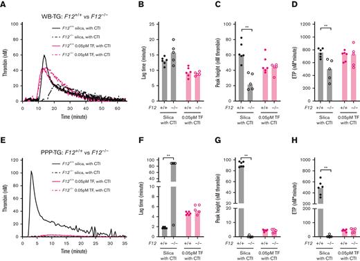 Effect of FXII deficiency on mouse TG in WB and PPP. TG in both WB and PPP of F12+/+ control mice and F12−/− mice were triggered by 120× diluted silica or 0.05/0.5 pM TF and recalcification (4 μM phospholipids were added in PPP). Representative curves of (A) WB- and (E) PPP-TG. Bar graphs of lag time (B,F), peak height (C,G), and ETP (D,H) are shown as median (n = 5 mice per group). Comparisons between groups were made using the Mann-Whitney test. ∗P < .05; ∗∗P < .01.