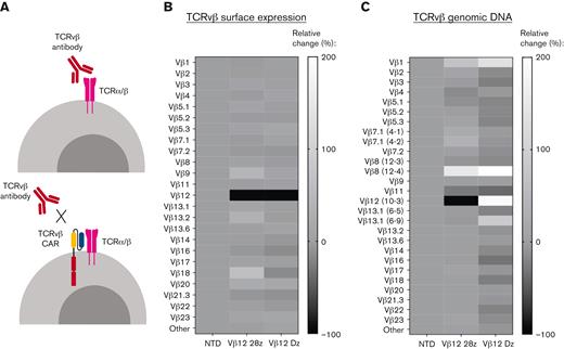 “Epitope masking” occurs in healthy T cells expressing signaling-deficient CARs. (A) Schematic representing the proposed mechanism of “epitope masking” by the CAR on antigen-expressing cells. Relative change of TCRvβ surface expression (B) or genomic DNA (C) in healthy donor T cells engineered to express TCRvβ12-CARs with or without stimulatory domains compared with NTD T cells. All experiments were run with 2 donors. Data shown are from 1 representative donor.