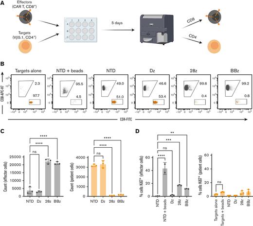 Long-term exposure to TCRvβ-CARTs does not result in bidirectional killing or proliferation of patient cancer cells. (A) Schematic of the experimental setup. CD8+ effector cells were produced to be distinguished from the CD4+ target patient cells, and both populations were analyzed for cell count and Ki67 expression at the end of a 5-day coculture. (B) Dot plots of the target patient (orange) and effector CART (gray) cell populations after 5 days of coculture. (C) Quantified cell counts and (D) Ki67 staining of identified cells at the end of the coculture. Data are representative of experiments repeated 3 times with CARTs derived from different healthy donors (∗P < .0332, ∗∗P < .0021, ∗∗∗P < .0002, ∗∗∗∗P < .0001 by one-way ANOVA with Dunnett multiple comparison test). Data for all figures are representative of experiments repeated 3 times with CARTs derived from different healthy donors.