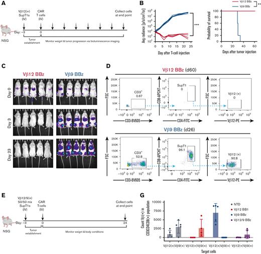 TCRvβ-CARTs specifically reduce tumor burden in vivo. (A) Experimental setup of the in vivo experiment with a homogenous target population. (B) Quantification of luminescence and survival of mice (n = 5 per group) (∗∗∗P = .0008 by mixed-effects analysis, ∗∗P = .0039 by Gehan-Breslow-Wilcoxon test). (C) In vivo imaging system imaging of tumor cells after treatment with TCRvβ12-CARTs (left) or TCRvβ9-CARTs (right) over the course of the experiment. (D) Representative dot plots of CD3+CD4+CD8+TCRvβ12+ SupT1s identified in brain tissue collected at the respective end points. (E) Experimental setup of the in vivo experiment with a heterogeneous target population. (F) Representative dot plots of CD8+CD4+ SupT1s identified in brain tissue collected 24 days after T-cell infusion. Each plot represents an individual mouse. (G) Quantified TCRvβ12- and TCRvβ9-expressing cells within the identified SupT1s in all mice measured by flow cytometry. (H) Representative plots of TCRvβ12 and TCRvβ9 expression of the identified SupT1s (n = 5 per group). APC, activated protein C; FSC, forward scatter.
