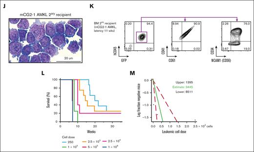 Generation of human models of CG2 leukemia. (A) Experimental procedure used to establish xenograft models of CG2 AMKL (mCG2 AMKL) using independent lentiviral transduction in CB CD34+ cells (CB CD34+, pool of 6 CB units) and transplantation in recipient NSG mice. (B) Schematic representation of 6 CG2 leukemia models (mCG2) describing initial gene transfer (GT; %GFP) at the time of transplantation and leukemia latency in primary recipient mice. Mouse identification shown in brackets; 1 of 10 mice was not available for analysis. (C) Detection of CG2 fusion transcript expression by reverse transcription polymerase chain reaction (RT-PCR) with RNA isolated from leukemic blasts, as indicated. M07e and normal lineage-depleted CB (CB LIN−) cells were used as the positive and negative control, respectively. ABL1 was used as housekeeping gene. (D) Percentage of infiltrating human blasts (hCD45+ GFP+) and (E) CD41+ cells (of hCD45+ GFP+ population) in the BM and spleen of CG2 primary recipient mice (color code indicates distinct primary mice). (F) Hematoxylin phloxine saffron–stained longitudinal sections of tibia bones harvested from primary recipient mice that received transplantation with control CB CD34+ cells transduced with empty vector (top panel, 47 weeks after transplantation) and from a CG2-1 AMKL model (secondary recipient mice that received transplantation with 1 × 106 CG2-1 AMKL xenograft cells and were euthanized 11.1 weeks after transplantation) (bottom). (G) Survival curves of primary recipient mice that received transplantation with CB CD34+ cells transduced with CG2 (black line) or empty vector (gray dashes), and mice that serially received transplantation up to 3 times with CG2-1 AMKL (red lines). Giemsa-stained cytospin and flow cytometry profiles of leukemic BM cells from representative (H-I) primary (1ary) and (J-K) secondary (2ary) CG2-1 AMKL recipient mice (2ary recipient mice that received transplantation with 1.4 × 106 CG2-1 AMKL xenograft cells and that were euthanized 6.9 weeks after transplantation). Detailed characteristics of other CG2 leukemia xenografts in recipient mice that serially received transplantation are described in supplemental Table 5 and supplemental Figure 1. (L) Survival curves of recipient NSG mice that received transplantation with CG2-1 AMKL xenograft cells in a limiting-dilution cell transplantation assay and (M) estimation of LIC frequency and 95% confidence interval (red dashes) using the extreme limiting dilution analysis software (http://bioinf.wehi.edu.au/software/elda/).