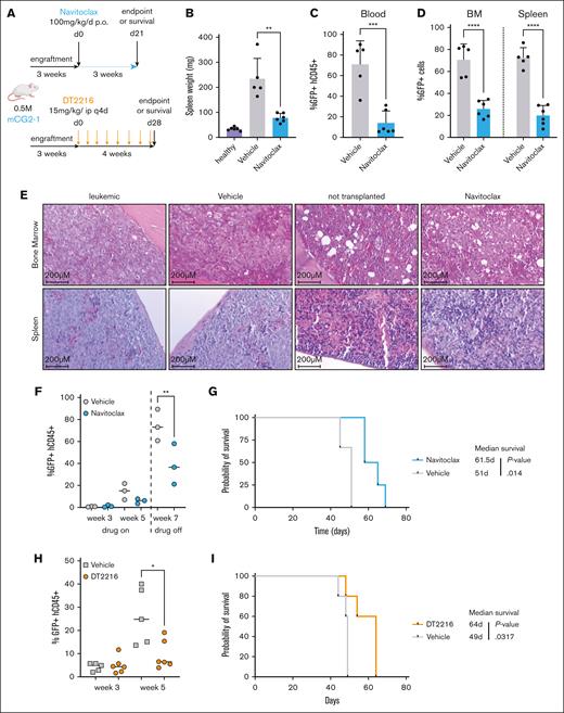 CG2 AMKL is impaired by navitoclax and DT2216 treatment in vivo. (A) Workflow of experimental procedures to assess the in vivo activity of navitoclax or DT2216 in CBFA2T3::GLS2 (mCG2-1) AMKL xenografts. On the day of euthanizing, (B) spleen weights, (C) percentage of leukemic blasts in the peripheral blood (% GFP+hCD45+), and (D) infiltration of the BM and spleen (% GFP+ cells) were assessed in mice that received transplantation after treatment with either vehicle only (n = 5) or navitoclax (n = 6) for 3 weeks. For comparison, spleen weights of healthy mice that did not receive transplantation (n = 6) were recorded for data shown in panel B. (E) Hematoxylin and eosin–stained longitudinal sections of the tibia and spleen collected from mice on the day of euthanizing. Conditions were as follows: transplantation with CG2 but not treated (leukemic), transplantation and treated with vehicle only (Vehicle), no transplantation and untreated, age-matched littermates of treatment groups (not transplanted), or transplantation and treated with navitoclax (Navitoclax). (F) Leukemic burden (% GFP hCD45+) was monitored during treatment in the blood of Vehicle- and navitoclax–treated mice. (G) Kaplan-Meier survival curves of mice that received transplantation with mCG2-1 treated either with vehicle or navitoclax. Log-rank Mantel-Cox test was used to determine survival benefit. (H) Leukemic burden (GFP+hCD45+) was monitored by bleeding in mCG2-1 vehicle-treated mice vs DT2216-treated mice. (I) Kaplan-Meier survival curves of mCG2-1 AMKL model treated either with vehicle or DT2216. Survival benefit was determined with log-rank Mantel-Cox test. P values: ∗P < .05; ∗∗P < .005; ∗∗∗P < .001; ∗∗∗∗P < .0001.