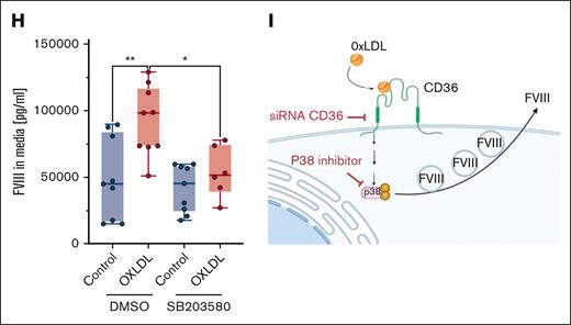CD36 signaling activates endothelial release of FVIII. (A) Left: silencing of CD36 in CD32+ HLEC measured by qRT-PCR. Right: silencing CD36 decreases the basal release of FVIII from CD32+ cells into the media, as measured by ELISA. CD32+ HLEC were transfected with oligonucleotides directed against CD36 or a control sequence, mRNA for CD36 was measured by qRT-PCR (N = 5, mean ± SD, ∗P < .05), and FVIII released into the media was measured by ELISA (N = 4-8, mean ± SD, ∗P < .05). (B) Silencing CD36 increases FVIII levels inside CD32+ cells. CD36 was silenced and FVIII levels in cell lysates were measured by ELISA (N = 7-11, mean ± SD, ∗P < .05). (C) The CD36 agonist oxLDL increases FVIII release from CD32+ HLEC. CD32+ HLEC were treated with increasing concentrations of oxLDL 0.1, 1, and 10 μg/mL for 16 hours and FVIII levels in the media were measured (N = 8-9, mean ± SD, ∗P < .05). (D) The CD36 agonist oxLDL increases FVIII release from CD32+ HLEC over time. CD32+ HLEC were treated with 10 μg/mL oxLDL, and FVIII levels in the media were measured over time (N = 3, mean ± SD, ∗P < .05). (E) Silencing CD36 decreases the ability of oxLDL to increase FVIII release from CD32+ HLEC. CD32+ HLEC were transfected with siCD36 oligonucleotides or siControl oligonucleotides as above for 48 hours and then treated with oxLDL or vehicle at 10 μg/mL for 16 hours, and FVIII release into the media was measured by ELISA (N = 12-20, mean ± SD, ∗P < .05). (F) OxLDL activates p38. CD32+ HLEC were treated with vehicle or oxLDL10 μg/mL, and cell lysates were immunoblotted for phospho-p38 and total p38 (N = 12, mean ± SD, ∗P < .05). (G) OxLDL activates p38 signaling. CD32+ HLEC were treated with vehicle or 10 μg/mL oxLDL and cell lysates were immunoblotted for the p38 target HSP27 (N = 4, mean ± SD, ∗P < .05). (H) Inhibiting p38 decreases the effect of oxLDL on the release of FVIII from CD32+ HLEC. CD32+ HLEC were pretreated with vehicle or the p38 inhibitor SB203580 (10 μM), stimulated with vehicle or oxLDL, and FVIII release into the media was measured by ELISA (N = 6-9, ± SD, ∗P < .05). (I) Scheme for CD36 regulation of FVIII release.