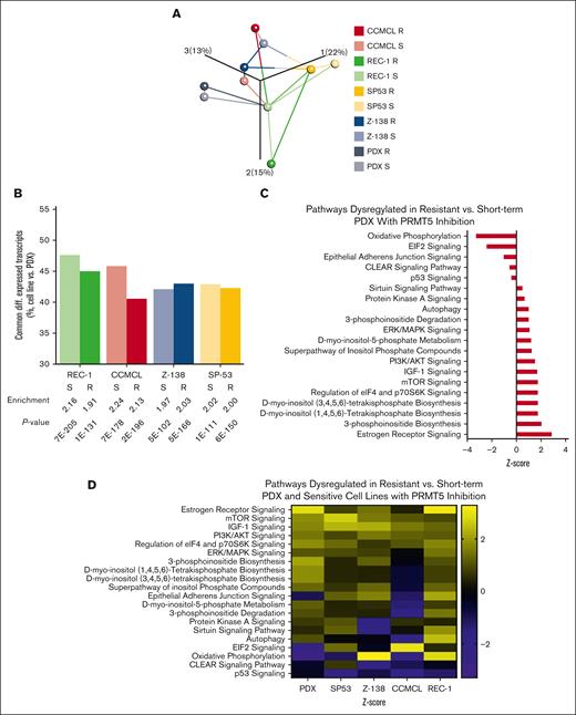 Bulk RNA-seq reveals shared differential gene expression of MCL cell lines and PDX model with PRMT5 inhibitor resistance. Bulk RNA-seq was conducted on the following PDX MCL splenic lymphocyte samples: 3 VC-treated, 3 PRMT5 inhibitor short-term–treated (treated 2 weeks before necropsy), and 2 PRMT5 inhibitor–resistant (treated until ERC) mice and MCL cell lines: dimethyl sulfoxide and PRMT5 inhibitor–treated resistant and sensitive SP53, Z-138, REC-1, and CCMCL in triplicate. (A) Principal component analysis displaying the relationship between pairs of sensitive (S) and resistant (R) MCL models in which network lines highlight the 2 nearest neighbors for each sample. (B) Bar chart depicting the overlap of differential transcript expression in R and S cell lines relative to R and S of the PDX. Fold enrichment of overlapping gene set vs expected overlap and P value (Fisher exact test) are indicated. (C) Ingenuity pathway analysis identification of dysregulated pathways based on DEGs of PRMT5 inhibitor–treated resistant vs short-term–treated PDX (P < 10-5; z score < −0.3 or > 0.3). (D) This list of pathways was used to filter for shared pathways dysregulated based on DEGs of PRMT5 inhibitor–resistant vs sensitive treated MCL cell lines (P < 10-5; z score < −0.3 or > 0.3).