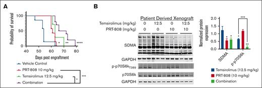 Cotargeting mTOR and PRMT5 confers a survival advantage in PRMT5 inhibitor PDX resistant MCL model. (A) Kaplan-Meier plot for the in vivo experiment conducted to validate combination therapy in the PRMT5 inhibitor–resistant PDX mouse model. Mice were engrafted with splenic lymphocytes from the PRMT5 inhibitor–resistant MCL PDX on day 0 and treatment initiated on day 10 with temsirolimus (12.5 mg/kg) or vehicle administered intraperitoneally weekly and PRT-808 (10 mg/kg) or vehicle chow administered in intervals (5 days on/2 days off). MS was as follows: for VC (n = 7), 54 days; for PRT 808 (n = 7), 61 days; temsirolimus (n = 8), 63 days; and combination (n = 10), 69 days. ∗ P < .05; ∗∗P < .01; ∗∗∗P < .001; ∗∗∗∗ P < .0001. (B) Protein evaluation of SDMA and p-P70S6k across the 4 treatment conditions. Protein levels were normalized to VC group and indicated significance is relative to the VC. ∗ P < .05; ∗∗P < .01; ∗∗∗P < .001. GAPDH, glyceraldehyde-3-phosphate dehydrogenase.