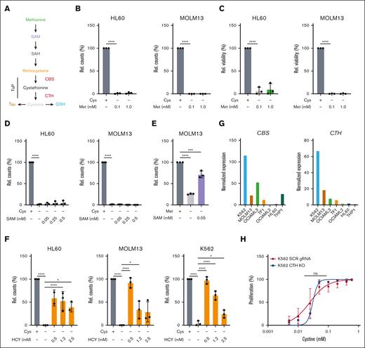 AML cells do not synthesize cysteine from methionine and, thus, are auxotrophic for this NEAA. (A) Schematic depiction of the metabolic steps in the conversion of methionine (Met) to homocysteine, which proceeds through the TsP to generate cysteine. Cysteine can then be metabolized to generate GSH and taurine (Tau). (B) Relative cell counts at day 2 of HL60 and MOLM13 cells grown with cystine or without cystine (Cys) but in the presence of RPMI-1640 methionine concentrations (0.1 mM) or excess concentrations (1 mM) of methionine. (C) As in panel B but viability is shown. (D) Relative cell counts at day 2 of HL60 and MOLM13 cells grown with or without cystine, or without cystine but in the presence SAM. (E) Relative cell counts at day 1 of MOLM13 cells growth with or without methionine, or without methionine but in the presence SAM. (F) Relative cell counts at day 2 of HL60, MOLM13 and K562 cells grown with or without cystine, or without cystine but in the presence HCY. (G) Normalized expression from the CCLE data set for CBS and CTH in a panel of AML cell lines. (H) EC50 curves for K562 scrambled guide RNA (SCR gRNA) and CTH knockout (KO) cells grown for 3 days in a concentration range of cystine. All experiments: error bars represent mean ± standard error of the mean. Statistical analysis by ordinary 1-way analysis of variance (ANOVA); ∗P < .05, ∗∗P < .01, ∗∗∗P < .001, and ∗∗∗∗P < .0001. Rel., relative.