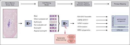 Overview of our pipeline. (Left to right) Whole bone marrow smear scan images are processed using a CFM to automatically extract the most relevant single-cell crops, which are rudimentary classified into 4 cell classes. Subsequently, a GFEN is used to predict 5 genetic indicators that are important for first-line therapy decisions (CBFB::MYH11, MRC cytogenetics, FLT3mut, NPM1mut, and ELN 2017 favorable risk) based on appropriate single-cell images only. Additionally, visualization strategies were used to gain explainability with respect to the used deep learning models.