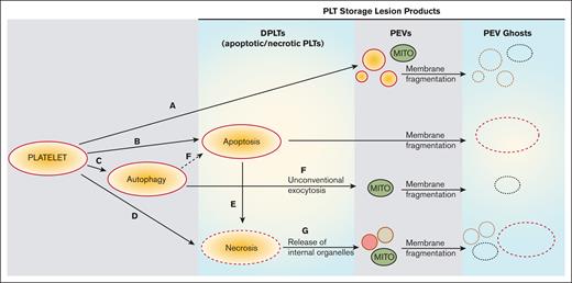 Proposed evolution of PSLP generation during storage of apheresis PLTs at RT. PSL leads to PLT activation with consequent release of PEVs (A) and induction of apoptosis (B), autophagy (C), and necrosis (D). Secondary necrosis may occur (E); autophagy may lead to apoptosis (F). These processes lead to accumulation of necrotic and apoptotic PLTs (DPLTs) during storage of apheresis PLTs at RT. The release of free mitochondria occurs through (A) PLT activation, (F) from unconventional exocytosis of autophagic vacuoles and (G) from necrotic PLTs, which releases organelles due to membrane fragmentation. Apoptotic and necrotic PLTs as well as PEVs, which include free mitochondria (MITO) and other organelles, became PEV ghosts because of storage-induced membranes fragmentation and leakage of internal contents.
