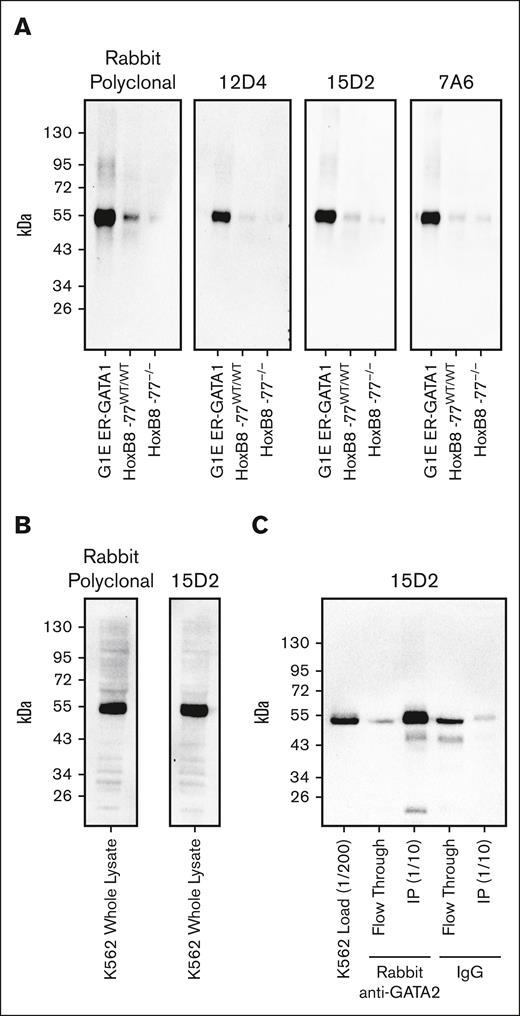 Validation of anti-GATA2 mAbs. (A) Anti-GATA2 western blots of whole-cell lysates from mouse G1E ER-GATA1 cells, mouse HoxB8-immortalized myeloid progenitor cells, and mouse HoxB8-immortalized myeloid progenitors with homozygous deletion of the −77 Gata2 enhancer element resulting in reduced GATA2 expression. (B) Anti-GATA2 western blots of K562 whole-cell lysate. (C) Anti-GATA2 IP using rabbit polyclonal anti-GATA2 antibody or rabbit immunoglobulin G (IgG) control, and western blot with 15D2 anti-GATA2 mAb.