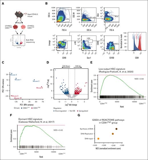Transcriptome analysis of aged CD61High and CD61Low LT-HSCs. (A) Schematic representation of the RNA-sequencing experiment (mice age, >22 months). (B) Sorting strategy for CD61High and CD61Low LT-HSCs. (C) MDS plot showing the principal coordinates (PC) analysis of CD61High and CD61Low LT-HSCs. (D) differentially expressed (DE) genes in aged CD61High and CD61Low LT-HSCs. Volcano plot showing distribution of the adjusted P value (−log10P value) and the fold changes (FC; logFC). Upregulated and downregulated genes are indicated in red and blue, respectively (P-adj < .01). (E) Signature enrichment plot from gene set enrichment analysis (GSEA) using a low-output HSC gene set in LT-HSCs from CD61High and CD61Low cells (GSE134242). (F) Signature enrichment plot from GSEA using a dormant HSC gene set in LT-HSCs from CD61High and CD61Low cells (GSE87814). (G) GSEA for the most downregulated pathways in CD61High LT-HSCs. NES, normalized enrichment score.
