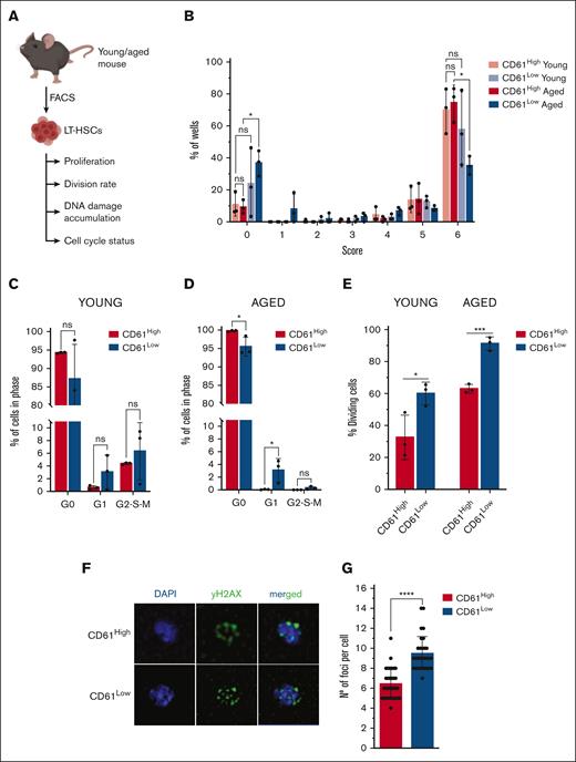 In vitro experiments. (A) Schematic representation of in vitro experiments performed with young and aged LT-HSCs. (B) Single-cell proliferation assay of young and aged CD61High and CD61Low LT-HSCs; size 0: no cells; size 1: 1 to 30 cells; size 2: 31 to 100 cells; size 3: 101 to 1000 cells; size 4: 5000 cells; size 5: 15 000 cells; size 6: 30 000 cells; and size 7: >30 000 cells. (C) Cell cycle analysis using Ki67/4′,6-diamidino-2-phenylindole (DAPI) staining of young CD61High and CD61Low LT-HSCs. (D) Cell cycle analysis using Ki67/DAPI staining of aged CD61High and CD61Low LT-HSCs. (E) Single-cell division assay of young and aged CD61High and CD61Low LT-HSCs. (F) DAPI/γH2AX immunofluorescent staining of aged CD61High LT-HSCs, CD61Low LT-HSCs and LT-HSCs. (G) Number of γH2AX foci per cell in CD61High and CD61Low aged LT-HSCs.