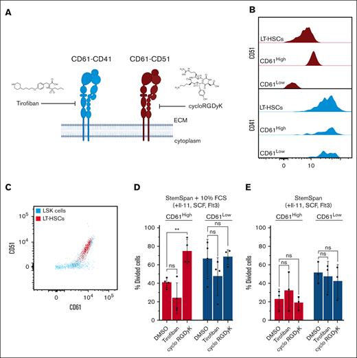 Inhibitor studies. (A) Schematic representation of inhibition of CD61 signaling with small molecules. (B) Histogram representing coexpression of CD51 or CD41 with CD61 in aged LT-HSCs. (C) FACS plot showing coexpression of CD51 and CD61 on LSKs and LT-HSCs. (D) Single-cell division assay of aged CD61High and CD61Low LT-HSCs treated with tirofiban or cycloRGDγK in StemSpan with 5% serum supplementation and cytokines. (E) Single-cell division assay of aged CD61High and CD61Low LT-HSCs treated with tirofiban or cycloRGDγK in serum-free StemSpan supplemented with cytokines. IL-11, interleukin-11; LSK, Lin−Sca1+c-Kit.