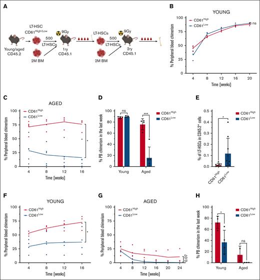 Transplantation studies. (A) Schematic representation of competitive primary and secondary transplantation assays. (B) Competitive transplantation assay of 500 CD61High and CD61Low LT-HSCs from young mice into lethally irradiated recipients (mice per group, n = 4). Data from representative experiment are shown. (C) Competitive transplantation assay of 500 CD61High and CD61Low LT-HSCs from aged mice into lethally irradiated recipients (mice per group, n = 4). Data from representative experiment are shown. (D) PB chimerism levels, long term after transplantation in primary recipients of young and aged CD61High and CD61Low LT-HSCs. (E) Donor-derived LT-HSC frequency in the BM of primary recipients that received transplantation with aged donor CD61High and CD61Low LT-HSCs. (F) Secondary transplantation assay of 500 LT-HSCs derived from primary recipients that received transplantation with young CD61High and CD61Low LT-HSCs (mice per group, n = 4). Data from representative experiment are shown. (G) Secondary transplantation assay of 500 LT-HSCs derived from primary recipients that received transplantation with aged CD61High and CD61Low LT-HSCs (mice per group, n = 4). Data from representative experiment are shown. (H) PB chimerism levels, long term after transplantation in secondary recipients of young and aged CD61High and CD61Low LT-HSCs.