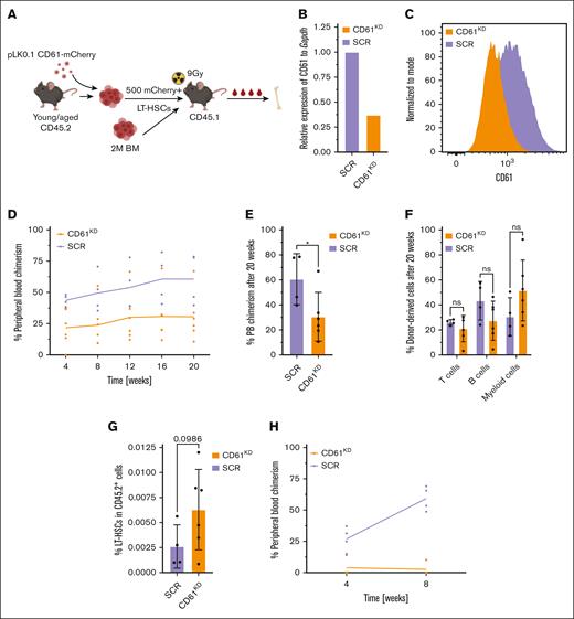 Transplantation of CD61 repressed LT-HSCs. (A) Schematic representation of the shRNA-mediated CD61 repression. (B) CD61 mRNA levels after shRNA-mediated downregulation of CD61 in aged LT-HSCs. (C) CD61 protein levels after CD61 downregulation, 5 days after transduction. (D) Competitive transplantation assay of aged LT-HSCs after shRNA-mediated CD61 downregulation (CD61KD) compared with scrambled shRNA (SCR) control cells (mice per group, n = 4). Data from representative experiment are shown. (E) PB chimerism levels 20 weeks after transplantation. (F) Donor-derived T cells, B cells, and myeloid cells, 20 weeks after transplantation. (G) Donor-derived LT-HSC frequency in the BM of recipient mice 20 weeks after transplantation. (H) Competitive transplantation assay of young LT-HSCs after shRNA-mediated CD61 downregulation (CD61KD) compared with SCR control cells (mice per group; n = 4). Data from representative experiment are shown.