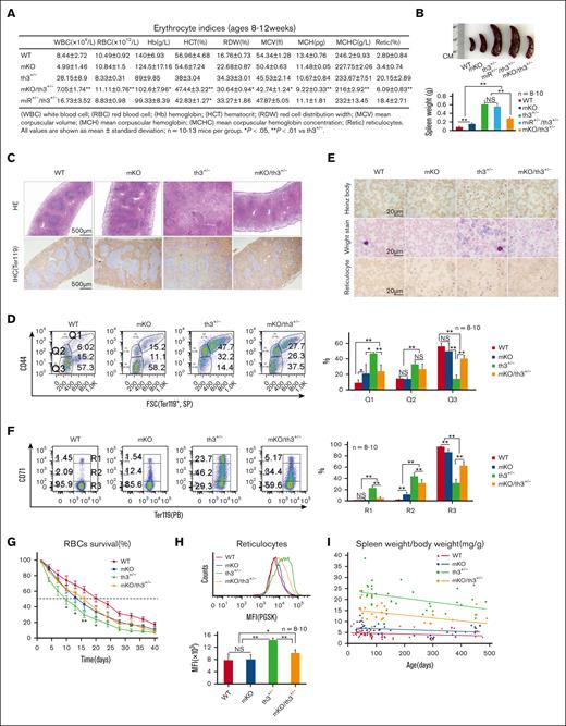 Effective erythropoiesis in th3+/− mice upon the depletion of miR-144/451. (A) Automated hematology analysis showing the elevated RBC, Hb, and HCT levels, and the reduced RDW in mKO/th3+/− mice. Reticulocytes were detected using flow cytometer. (B) Statistical analysis of the spleen weight. n = 8 to 10. Representative images of spleens from each group are shown. (C) HE staining and IHC staining of cell surface marker Ter119 in spleen sections of 10-week-old mice. Relatively normal splenic architecture in mKO/th3+/− mice is shown. (D) Flow cytometric analysis of the frequencies of splenic erythroblasts, reticulocytes, and mature RBCs identified using Ter119, CD44, and forward scatter channel (FSC). Effective erythropoiesis in mKO/th3+/− mice is evidenced by the significantly declined numbers of erythroblasts (Q1, Ter119+/CD44+/FSCHi) and increased proportion of mature erythrocytes (Q3, Ter119+/CD44-/FSCLow). (E) Observation of Heinz bodies, erythrocyte morphology, and the frequency of reticulocytes in peripheral blood from different groups of mice. Heinz bodies, reflecting precipitated α-globin on erythrocyte membranes, are reduced in mKO/th3+/− erythrocytes. Wright-Giemsa stain shows the significantly decreased anisocytosis and polychromasia (blue tinge) in peripheral blood from mKO/th3+/− mice compared with th3+/− mice. mKO/th3+/− mice exhibit less reticulocytes in circulating blood compared with th3+/− mice. (F) Flow cytometry analysis of the percentages of reticulocytes in peripheral blood from 4 genotypic mice. The frequency of both early-stage (R1, Ter119HiCD71Hi) and late-stage reticulocytes (R2, Ter119HiCD71Med) are declined, and the percentage of mature RBCs (R3, Ter119HiCD71Neg) is increased in the circulating blood from mKO/th3+/− mice compared with that in the blood from th3+/− mice. (A-F) All experiments were repeated at least 3 times. (G) Erythrocytes in mKO/th3+/− mice survive longer than erythrocytes in th3+/− mice. In vivo biotin labeling was used to follow erythrocyte survival kinetics over a 40-day period. The x-axis shows the days after biotin labeling; the y-axis shows the percentages of the biotinylated RBCs in mice at the age of 3 months. The time required for loss of 50% of the labeled RBCs in mKO/th3+/− mice is 6 days longer than in th3+/− mice. Experiments were repeated twice. (H) PGSK stain showing iron levels in reticulocytes of peripheral blood. mKO/th3+/− reticulocytes contain less iron. Experiments were repeated at least 3 times. (I) Aged mKO/th3+/− mice still possess low spleen weight to body weight ratio, suggesting a persistent alleviation of thalassemia because of the loss of miR-144/451. ∗P < .05; ∗∗P < .01. Hb, hemoglobin; HCT, hematocrit; HE, Hematoxylin/eosin; IHC, immunohistochemical staining; PGSK, phen green SK diacetate; RDW, red cell distribution width.