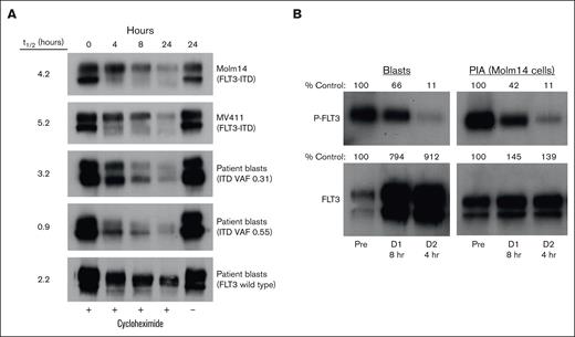 Turnover of the FLT3 receptor. (A) Molm14 and MV411 cells (each harboring a FLT3-ITD mutation) and primary AML samples (2 from patients with FLT3-ITD mutations, 1 from a patient with wild-type FLT3) were cultured in the presence or absence of 50 μg/mL cycloheximide. At designated time points, cells were harvested and analyzed for total FLT3 expression by immunoblotting. Densitometric results were analyzed by regression analysis after linear conversion to estimate a t1/2. (B) Whole blood was collected at designated time points after dosing from a participant receiving 100 mg per day FF-10101 who had circulating blasts at enrollment. For each time point, half of the sample was used to directly isolate and analyze P-FLT3 from the circulating blasts whereas the other half was used to isolate plasma for the PIA assay using Molm14 cells.