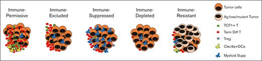 Proposed spatial immune types of myeloma. Development of myeloma is characterized by the clustered growth of tumor cells that creates distinct spatial immune types as shown. These immune types may affect the optimal application of immunotherapy in MM. Ag, antigen; supp, suppressors.
