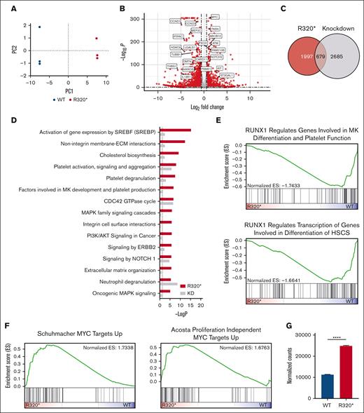 RUNX1R320∗ results in significant transcriptional dysregulation of megakaryocytic differentiation pathways and MYC targets. (A) Principal component analysis of RUNX1 wild-type (n = 3) and RUNX1R320∗ (n = 3) RNA-seq samples following analysis using DESeq2. (B) Volcano plot showing differentially expressed genes between RUNX1 wild-type and RUNX1R320∗ cells. Genes were considered significantly differentially expressed (red) with FDR ≤ 0.05 and fold-change ≥ ±1.5). (C) Comparison of differentially expressed genes between RUNX1R320∗ and RUNX1 knockdown experiments. RUNX1R320∗ cells were compared with RUNX1 wild-type controls and RUNX1 shRNA knockdown cells to shRNA control cells in triplicate. Both data sets were analyzed with DESeq2, with significance determined by FDR ≤ 0.05, and fold-change ≥ ±1.5. (D) Reactome pathway analysis of differentially expressed genes in RUNX1R320∗ and RUNX1 knockdown cells, as described in panels (A-C). Pathways were considered significant with P-value < .05. (E-F) GSEA enrichment results between wild-type and RUNX1R320∗ RNA-seq data sets, NES = normalized enrichment score. (G) MYC expression in RUNX1 and RUNX1R320∗ cells via RNA-seq. Student t test was used to determine significance: ∗ P ≤ .05; ∗∗ P ≤ .01; ∗∗∗ P ≤ .001; ∗∗∗∗ P ≤ .0001.