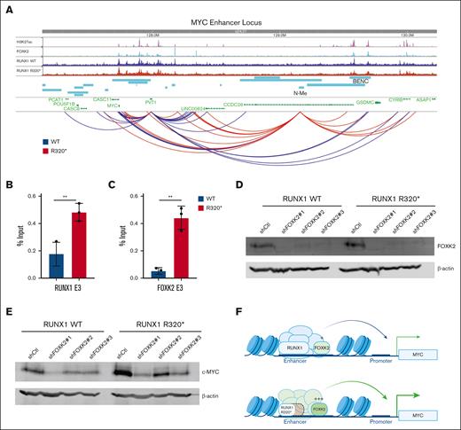 FOXK2 cooperates with RUNX1R320∗ to regulate MYC. (A) Analysis of K562 H3K27ac (ENCODE ENCFF465GBD), FOXK2 (ENCODE ENCFF286IOU), RUNX1 wild-type, and RUNX1R320∗ binding at the MYC and MYC enhancer regions upstream and downstream of MYC (top). GRID-seq long-range interaction map of chromatin-associated RNAs at MYC locus (bottom). Interaction strength with a greater score between RUNX1 and RUNX1R320∗ is denoted in blue and red, respectively. (B-C) CUT&RUN qPCR analysis of FOXK2, RUNX1, and RUNX1R320∗ at MYC BENC enhancer element 3 ‘E3’. (D-E) Western blots examining FOXK2 and MYC protein levels in wild-type (WT) RUNX1 and RUNX1R320∗ cells transduced with nontargeting shCtl or FOXK2 shRNAs with a β-actin loading control. (F) Model describing the roles of RUNX1R320∗ and FOXK2 in MYC enhancer regulation. Student t test was used to determine significance: ∗ P ≤ .05; ∗∗ P ≤ .01; ∗∗∗ P ≤ .001; ∗∗∗∗ P ≤ .0001.