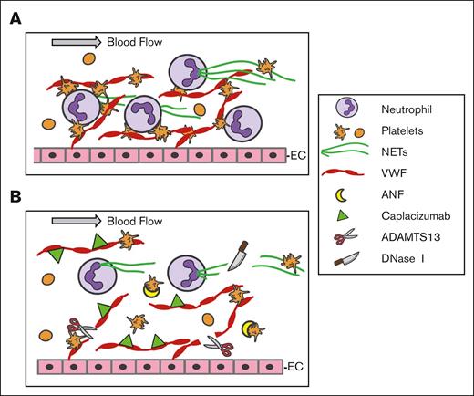 A proposed model of action for DNase I, recombinant ADAMTS13, and caplacizumab to inhibit NET and thrombus formation under flow. (A) Under flow, VWF is released from endothelial cells (EC) upon stimulation and remains anchored on the endothelial surface, which captures flowing platelets and neutrophils. Neutrophils undergo NETosis and release histone-DNA and histone-MPO complexes (NETs) that bind to VWF and activate platelets to enhance thrombus formation. (B) Whether extracellular DNA strings are degraded by DNase I, VWF strings are removed by rA13, or platelet-VWF interactions are inhibited by Capla or ANF, the result is to destabilize the thrombus structure, dampening inflammation, and thrombosis under flow. ANF, anfibatide; Capla, caplacizumab; EC, endothelial cell; N, neutrophil; PLT, platelet; rA13, recombinant ADAMTS13.