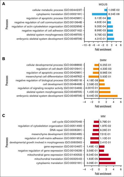Gene Ontology (GO) of MGUS, SMM and MM MSC contrasted to healthy individuals revealed contributed cell processes Representative overview of GO representing contributed processes such as skeletal system, cell communication or apoptotic processes in MGUS MSC. (A) Developmental processes, cell death, or mesenchymal cell differentiation were enriched in SMM (B) and in MM MSC processes such as DNA repair, mesenchyme development, or regulation of cell-matrix adhesion (C) were strongly enriched. For all GO terms, fold enrichment and P-values of overrepresented and underrepresented processes are given.