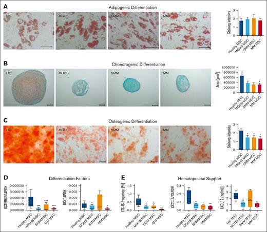 Reduced differentiation capacity and hematopoietic support of MGUS, SMM and MM MSC. (A) Representative micrographics of lipid vacuoles after Oil Red O staining of adipogenic differentiated MGUS-, SMM- and MM-derived MSC after 21 days of differentiation. Scale bars indicating 100 μm are shown. (B) Bar charts of measured cartilage area of chondrogenic differentiated MGUS-, SMM- and MM-derived MSC after 21 days of differentiation, stained with Safranin O and representative micrographics of orange proteoglycan after staining. Scale bars indicating 100 μm are shown. Chondrogenic differentiation capacity was graded according to the area of chondrogenic pellets and according to microscopic analysis. (C) Osteogenic differentiation was induced for 14 days and stained with Alizarin Red. Differences of the osteogenic potential between healthy MSC and MGUS-, SMM- and MM-derived MSC were quantified and are shown in bar charts. Representative micrographics of healthy and MGUS-, SMM- and MM-derived MSC with scale bars indicating 100 μm. For quantification, adipogenic, chondrogenic and osteogenic differentiation capacity was graded according to microscopic analysis of staining intensity as: 0 = absent; 1 = weak; 2 = moderate; 3 = intensive as previously described.14 (D) mRNA expression level of osteogenic factors as OSTERIX and OSTEOCALCIN were measured by quantitative Realtime-PCR in healthy MSC and MGUS-, SMM- and MM-derived MSC. (E) Hematopoietic Support of MGUS, SMM and MM MSC. Left side: Bar charts showing LTC-IC frequency of healthy CD34+ HSPC cultured on healthy-, MGUS-, SMM- or MM-derived MSC. Colonies were calculated under light microscope and visualized in graph. Right side: mRNA expression level of CXCL12 was measured by quantitative Realtime-PCR in healthy MSC, MGUS-, SMM- and MM-derived MSC. CXCL12 protein level in conditioned media (CM) from healthy (n = 5), MGUS (n = 5), SMM (n = 6), MM (n = 4) were assessed by Enzyme-Linked Immunosorbent Assay. For all experiments, results are expressed as mean ±SEM. Asterisks display P-values ∗P ≤ .05; ∗∗ P ≤ .01; ∗∗∗ P ≤ .001.