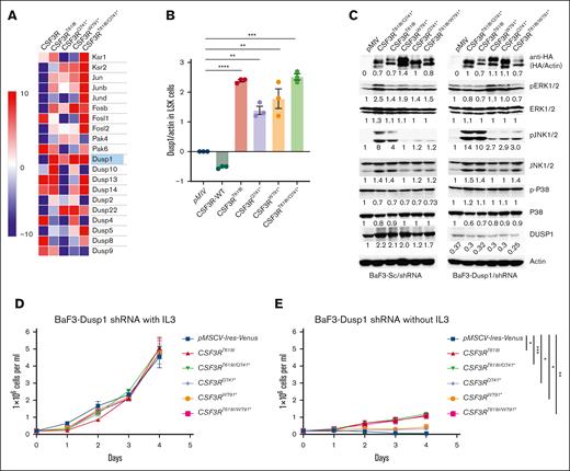 Induced expression of Dusp1 in CSF3R mutant expressing cells. (A) Heat map showing deregulated expression of MAPK pathway genes in BM-derived Kit+ cells expressing different CSF3R mutants. Total RNA from the venus-positive Kit cells after 24 hours of transduction were subjected to RNA-seq analysis.9 Total RNA from the vector (pMSCV-Ires-venus) transduced Kit+ cells was used to filter out differentially expressing cells. Differences in the levels of expression were measured using t test between the samples from the leukemic variants (CSF3RT618I and CSF3RT618I/Q741∗) and nonleukemic truncation mutants (CSF3RQ741∗ and CSF3RW791∗). (B) A bar graph showing the relative expression of Dusp1 in Lineage-negative, KIT+, and SCA1+ cells expressing CSF3R mutants. (C) Immunoblots from the total protein extracts of control (sc-shRNA) and Dusp1-depleted BaF3 cells expressing CSF3R mutants grown without IL-3 showing reduced p-ERK1/2 and induced activation of p-JNK1/2 upon Dusp1 knockdown in cell expressing leukemic CSF3R mutants (CSF3RT618I, CSF3RT618I/Q741∗, and CSF3RT618I/W791). In contrast, the nonleukemic CSF3R truncation mutations exhibit modest elevation in p-ERK1/2 without any alteration in p-JNK1/2 levels. Expression levels were quantified and normalized to the control condition (pMIV-Vector expressing Sc-ShRNA normalized to to β-actin). The resulting normalized values are presented below each blot for reference. BaF3 cells expressing Dusp1-shRNA resulted in ∼6% to 70% knockdown at protein level and control sc-shRNA has been described earlier.14 (D) A cell proliferation growth curve of Dusp1-depleted BaF3 cells expressing CSF3R mutants showing normal growth when grown with IL-3. (E) Growth curve showing significantly reduced proliferation upon Dusp1 depletion in the absence of IL3. This assay revealed that the transformation potential of CSF3R is compromised upon Dusp1 depletion. Presented data are from 2 independent experiments, shown as means ± standard deviation (SD). ∗P < .05; ∗∗P < .01; and ∗∗∗P < .001. RNA-seq, RNA sequencing.