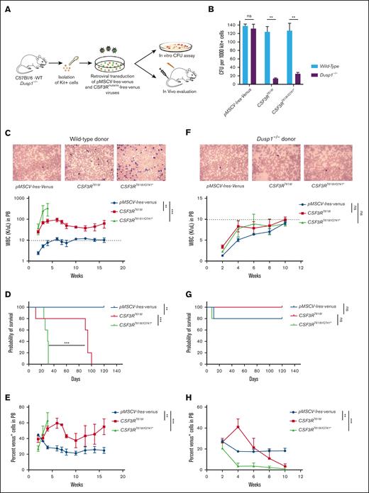 Deletion of Dusp1 is synthetically lethal to CSF3R-induced leukemia. (A) Experimental design for evaluating the role of Dusp1 in CNL/aCML. (B) Percent CFUs from the C57Bl/6-WT and Dusp1-/- Kit+ cells expressing leukemic CSF3RT618I (proximal) and CSF3RT618I/Q741∗(compound mutation). The data shown are the mean colony number from 2 independent experiments ± SD. (C-E) Shown are the leukemia development in mice that received transplantation with wild-type BM-derived Kit+ cells expressing CSF3RT618I and CSF3RT618I/Q741∗. (C) PB smear (top panel) and white blood cell (WBC) levels determined biweekly (bottom panel). (D) Survival curve of leukemic mice that received transplantation with CSF3RT618I and CSF3RT618I/Q741∗ expressing Kit+ cells. (E) Shown is the venus-positive cells as a surrogate leukemic burden from the PB. Dotted lines represent normal WBC levels. Representative data are from the 2 independent transplant experiments. (F-H) Mice that received transplantation with Dusp1-deficient BM-derived Kit+ cells expressing CSF3RT618I and CSF3RT618I/Q741∗ are gradually eradicated from the BM. (F) PB smear (top) and WBC levels determined biweekly (bottom) do not show any elevation of WBC levels. (G) Survival curve showing prolong survival of mice that received transplantation with Dusp1-deficient Kit+ cells expressing CSF3RT618I and CSF3RT618I/Q741∗. (H) Kit cells expressing CSF3RT618I and CSF3RT618I/Q741∗ are progressively removed from the PB while maintaining the vector-expressing cells. Representative data are from 2 independent experiments (5 mice per group), shown as the means ± SD. ∗P < .05; ∗∗P < .01; and ∗∗∗P < .001.