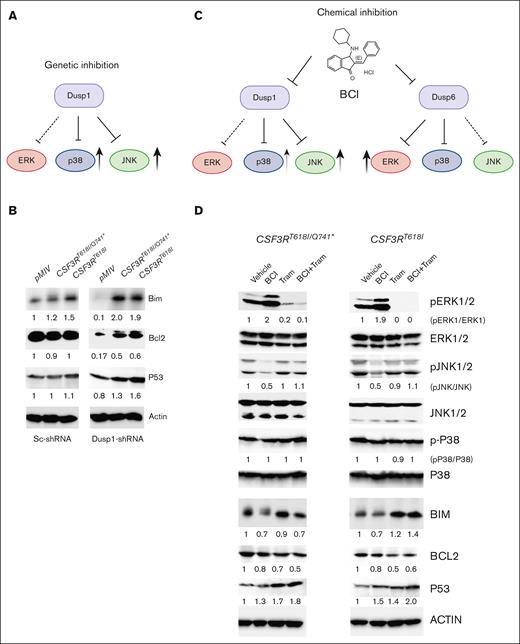 Activation of p-ERK1/2 due to off-target inhibition of DUSP6 by BCI abrogated its antileukemic response. (A) A model depicting JNK1/2 and P38 activation in leukemic cells upon Dusp1 knockdown. (B) Consequently, the expression of proapoptotic proteins BIM and P53 are induced, whereas the expression of antiapoptotic protein BCL2 was significantly reduced. Expression levels were quantified and normalized to the control condition (pMIV-Vector expressing Sc-ShRNA normalized to β-actin). The resulting normalized values are presented below each blot for reference. (C) A model depicting chemical inhibition of DUSP1 and DUSP6 by BCI-activated p-ERK1/2 that suppressed JNK1/2-mediated apoptotic response. (D) Immunoblots showing the activation of p-ERK1/2 upon BCI treatment resulting to inhibition of JNK1/2 and reduced expression of BIM, whereas the levels of P53 and BCL2 were unaffected. Treatment with trametinib alone restored JNK1/2 activation and the level of BIM with modest reduction on BCL2 levels. Interestingly, cells treated with BCI + Tram exhibit induced expression of P53 with reduced BCL2 levels. Representative blots are from 2 independent experiments. Expression levels were assessed and normalized to control condition (vehicle treatment normalized to β-actin). The resulting normalized values are indicated below each blot. Tram, trametinib.