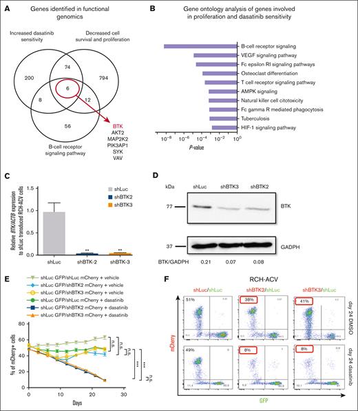 BTK-depletion decreases the proliferation of human E2A-PBX1+/preBCR+ RCH-ACV cells treated with dasatinib. (A) Using a shRNA library screen approach, the BTK was identified as key gene involved to increase sensitivity to dasatinib in E2A-PBX1+/preBCR+ leukemia cells. (B) Gene ontology analysis of pathways enriched in genes increasing sensitivity to dasatinib. Only the top 10 KEGG pathways are shown. (C) RT-qPCR shows efficient shRNA-mediated knockdown of BTK2 and BTK3. (D) Western blot analysis (representative of 3 independent experiments) shows the protein levels following knockdown by sh-BTK2 and sh-BTK3 constructs in RCH-ACV cells. Messenger RNA (mRNA) and protein were extracted from the same stably transduced expanded sh-Luc control cells and sh-BTK2/sh-BTK3 knockdown cells used for (C) and (D) experiments. GADPH was used as loading control. Densitometry values were calculated using ImageJ software. (E) Graph shows the percentage of mCherry+ cells transduced with shRNAs for luciferase (control) or shRNA constructs of BTK2 or BTK3 and treated with dasatinib 20 nM for 24 days. Data represent the mean ± standard of error mean (SEM) of 3 independent experiments. Statistical analysis performed by nonparametric Mann-Whitney test. n.s., not significant; ∗∗∗P < .001. (F) Dot plot proportion of mCherry+ and GFP+ cells in flow cytometry at day 24 of culture of a representative experiment, in which RCH-ACV cells were transduced with control shRNA (shLuc, luciferase) or shRNA for BTK (shBTK2 and shBTK3) with a mCherry as fluorescence marker. KEGG, Kyoto Encyclopedia of Genes and Genomes.