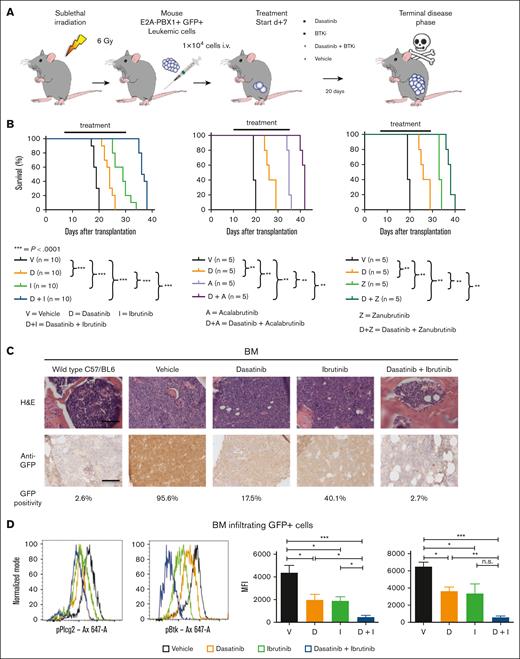 In vivo sensitivity of E2A-PBX1+/preBCR+ leukemia cells to the combination of dasatinib and BTKi. (A) Schematic representation of secondary transplantations of E2A-PBX1+/preBCR+ leukemia cells in healthy recipients and in vivo treatment with vehicle, dasatinib, BTKis, and combination of dasatinib with BTKis. (B) E2A-PBX1+ leukemia cells from preBCR+ leukemia were transplanted into sublethally irradiated recipient healthy C57/BL6 mice. Mice were treated for 20 days with vehicle (n = 10), dasatinib (n = 10), ibrutinib (n = 10), dasatinib + ibrutinib (n = 10), acalabrutinib (n = 5), dasatinib + acalabrutinib (n = 5), zanubrutinib (n = 5), and dasatinib + zanubrutinib (n = 5). In vivo dasatinib + BTKi treatments of pre-BCR+ leukemia in a secondary transplantation assay led to significantly prolonged disease-free survival compared with vehicle-treated mice. Statistical analysis was performed by log-rank test. (C) Immunohistochemical staining of bone marrow (BM) sections with anti-GFP antibody showing a decrease in GFP+ E2A-PBX1+/pre-BCR+ leukemic cells infiltration in double-treated mice compared with single- and vehicle-treated mice. Samples were collected from euthanized animals with signs of disease from vehicle- (mean = 18 days), dasatinib- (mean = 24 days), ibrutinib- (mean = 30 days), and dasatinib + ibrutinib– (mean = 37 days) treated animals. Objective lens: 20×; scale bar: 200 μm. GFP positivity was measured using the QuPath software after transformation of images to DAB and staining intensity quantified by a single cutoff threshold of 0.20. (D) The phosphorylation status of p-PLCG2 (Tyr 753) and p-BTK (Tyr 223) of BM murine cells by phospho-specific flow cytometry. The phosphorylation of both PLCG2 and BTK decrease significantly in the BM isolated from dasatinib + ibrutinib–treated mice. Fold MFI change of dasatinib-, ibrutinib-, and dasatinib + ibrutinib–treated mice compared with vehicle. Data represent mean of 3 independent experiments + SEM. n.s., not significant; ∗P < .01; ∗∗P < .001; ∗∗∗P < .0001.