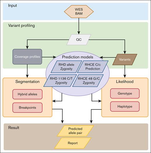 Modification of RHtyper for WES data by adding machine learning. The WES-based RHtyper algorithm consists of 4 main steps: (1) variant profiling of SNPs/indels and coverage alterations. (2) Predicting RHD zygosity and hybrid alleles, RHCE∗C and RHCE∗c, and the zygosity of RHD c.1136C>T and RHCE c.48G>C using machine learning models. (3) Refining hybrid allele and breakpoint predictions using segmentation. (4) Generating likelihood scores using genotypes and phased haplotype likelihoods to rank candidate allele pairs. Finally, the candidate allele pair with the highest likelihood scores is considered as the predicted genotype. BAM, binary alignment map; QC, quality control.