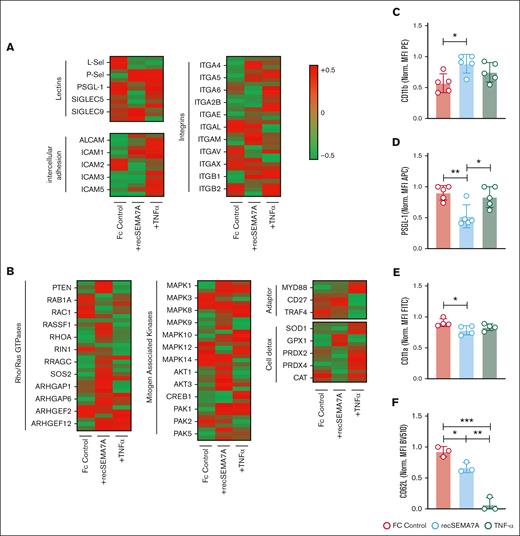 Essential neutrophil integrins are influenced by SEMA7A. Human PMNs were incubated with NaCl, 10 ng/mL TNF-α, or 2 μg/mL recSEMA7A for 15 minutes before proteomics analysis. The acquired raw data were analyzed after normalization. To analyze the samples, a 1-Factorial linear model was fitted with LIMMA, resulting in a 2-sided t test or F test based on moderated statistics. All presented P values were adjusted for multiple analyses by controlling the false discovery rate according to Benjamini and Hochberg. Proteins were defined as differential when |logFC| >.5 and an adjusted P value <.05 from triplicate experiments. (A) Expression of neutrophil surface lectin proteins and membrane integrin proteins from harvested samples. (B) Expression of intracellular neutrophil Rho/Ras GTPases, mitogen-associated kinases, adapter proteins, and detoxifying enzymes. (C) PMN surface expression of CD11b after 15 minutes of incubation with recSEMA7A or TNF-α. Measurement was performed by FACS, and the MFI (PE) was normalized to the highest measured value. (D) PMN surface expression of PSGL-1 after 15 minutes of incubation with recSEMA7A or TNF-α. (E) PMN surface expression of CD11a after 15 minutes of incubation with recSEMA7A or TNF-α. (F) PMN surface expression of CD62L after 15 minutes of incubation with recSEMA7A or TNF-α. Measurement was performed by FACS, and the MFI (BV510) was normalized to the highest measured value. Multiple cells were analyzed from independently performed experiments in triplicate. Group comparisons were performed by unpaired 2-tailed Student t tests (the data are the mean ± SD). ∗P < .05; ∗∗P < .01; ∗∗∗P < .001 as indicated. MFI, Mean Fluorescence Intensity; PE, Phycoerythrin.