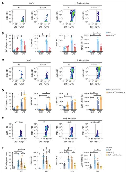 Activation of neutrophils and PNC formation is Sema7A dependent. Murine blood was collected from WT and Sema7A−/− mice after LPS inhalation and analyzed by flow cytometry. (A) Representative color dot blots of PNCs (Ly6G+/CD42b+ events) in WT and Sema7A−/− blood from NaCl (control) or LPS–inhaled mice. (B) PNC formation, platelet effector glycoprotein 2b/3a (GP2b/3a) expression (antibody clone JON/A MFI), PMN activity marker CD11b (MFI) expression, and platelet activity marker CD42b (MFI) expression were assessed by flow cytometry in the mice described in panel A. (C) Representative dot blots of PNCs (Ly6G+/CD42b+ events) in the blood of WT and Sema7A−/− mice treated with recombinant Sema7A (recSema7A) after NaCl (control) or LPS inhalation. (D) PNC formation, platelet effector GPIIb/IIIa expression (antibody clone JON/A MFI), PMN activity marker CD11b (MFI) expression, and platelet activity marker CD42b (MFI) expression were assessed by flow cytometry in the mice described in panel C. (E) Representative dot blots of PNCs (Ly6G+/CD42b+ events) in the blood of WT mice that were untreated or treated with IgG or the Sema7A-blocking antibody (anti-Sema7A) after LPS inhalation compared with mice without conditioning (Sham). (F) PNC formation, platelet effector GPIIb/IIIa expression (antibody clone JON/A MFI), PMN activity marker CD11b (MFI) expression, and platelet activity marker CD42b (MFI) expression were assessed by flow cytometry in the mice described in panel E. Group comparisons were performed by unpaired 2-tailed Student t tests (the data are the mean ± SD). ∗P < .05; ∗∗P < .01; ∗∗∗P < .001 as indicated. IgG, immunoglobulin G; MFI, Mean Fluorescence Intensity.