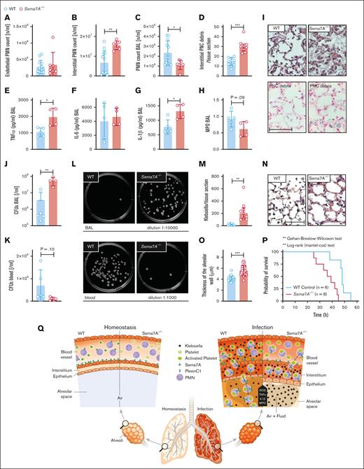 Sema7A is crucial for pulmonary defense against Klebsiella-induced pneumonia. In a murine model of bacterial-induced lung injury, 4 × 107 gram-negative K pneumoniae was administered by intratracheal instillation directly into the lungs of WT and Sema7A−/− mice. Measurements of PMN counts on the endothelial surface (A), in the interstitial space (B), in the BAL (C), and PNC numbers (D) per tissue section (magnification, 1000×) 24 hours after Klebsiella instillation in histological lung sections of WT and Sema7A−/− mice (n = 3 per group on 3 different layers). The proinflammatory cytokines TNF-α (E), IL-6 (F), IL-1β (G), and myeloperoxidase activity (H) within the BAL of WT and Sema7A−/− mice. (I) Histological sections demonstrating the quantity of Klebsiella, the alveolar inflammation (H&E staining), and PNC debris (PNC-specific staining) 24 hours after instillation (scale bar, 50 μm; magnification, 1000×). Colony forming units in BALF (J) and blood (K) taken 24 hours after Klebsiella instillation and incubated on nutrient agar plates for 24 h. (L) Representative images of cultured bacteria and (M) counts per tissue sections of K pneumoniae. (N) Representative images of H&E stained sections focusing on lung tissue injury 24 hours after Klebsiella instillation. (scale bar, 50 μm; magnification, 1000×). (O) Thickness of alveolar wall in tissue sections of WT and Sema7A−/− mice 24 hours after K pneumoniae instillation (n = 3 per group; 10 random fields of view per mouse). (P) Survival curves of WT and Sema7A−/− animals after the instillation of 4 × 107 cells of K pneumoniae (n ≥ 6 per group). Group comparisons were performed by unpaired 2-tailed Student t tests; the data are the mean ± SD. For statistical comparisons of survival, the Gehan-Breslow-Wilcoxon test and the log-rank (Mantel-Cox) test were performed. ∗P < .05; ∗∗P < .01; ∗∗∗P < .001 as indicated. (Q) Schematic drawing of the role of Sema7a in pulmonary infection and defense. In pulmonary hemostasis, Sema7A is expressed on neutrophils and other tissues (left). During pulmonary infection Sema7A gains pathophysiological importance. Sema7A binds to Plexin C1, activates neutrophils, and increases the expression of integrins and L-selectin on their surface. This is important for a coordinated immunological response and the defense of the lung. BALF, bronchoalveolar fluid; H&E, hematoxylin-eosin; IL-6, interleukin-6.