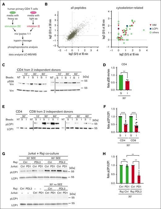 PD1 triggering induced a reduction in S/T phosphorylation of cytoskeleton-related proteins. (A) Scheme of the SILAC labeling and mass spectrometry approach used to identify PD1-mediated changes in the phosphoproteome of human primary CD4 T cells. Cells were labeled with heavy or light SILAC media for 2 weeks and treated for 10 or 30 minutes with beads coated with anti-CD3 and anti-CD28 antibodies in combination with TACI-Fc (stimulatory beads) or PDL1-Fc (inhibitory beads). After mixing, lysates were digested with trypsin and phosphorylated peptides were identified by LC-MS/MS analysis. (B) Graphs summarizing phosphorylation events that differed between stimulatory (S) and inhibitory (I) conditions. Left graph: all identified sites. Dots in the upper right quarter represent sites for which phosphorylation decreased upon PD1 triggering at both, the 10- and 30-minute time points. Right graph: only cytoskeleton-related proteins, including vimentin and LCP1. (C) Western blot analysis monitoring phosphorylation of S39 (pS39) of vimentin (Vim) in human primary CD4 T cells from 2 independent donors, left untreated (NT) or triggered for the indicated time points with S or I beads. Black vertical line indicates removal of an irrelevant lane. (D) Quantification of the experiments performed as in panel C: pS39 Vim levels were normalized to total Vim levels for the 30-minute condition for 3 independent experiments. (E) Western blot analysis monitoring phosphorylation of S5 of L-plastin (pLCP1) in human primary CD4 and CD8 T cells from 2 independent donors. Cells were left untreated (NT) or triggered for the indicated time points with S or I beads. Black vertical line indicates the cut of the image performed to remove 5-minute time point, which was not relevant for this figure. (F) Quantification of experiments performed as in panel E: pS5 LCP1 levels in CD4 (upper panel) and CD8 (lower panel) were normalized to total LCP1 levels for the 30-minute condition, for 6 and 11 independent experiments, respectively. (G) Western blot analysis monitoring phosphorylation of S5 of L-plastin (pLCP1) in Jurkat Ctrl cells or in Jurkat cells expressing WT PD1 (PD1) triggered for the indicated time points with Raji Ctrl cells or Raji PDL2 in presence or absence of SEE at 6 ng/mL. (H) Quantification of experiments performed as in panel G: pS5 LCP1 level in Jurkat cells was normalized to total LCP1 level for the 30-minute condition for 3 independent experiments. Graphs in panels D,F,H show mean value ± SEM. Statistical analysis for graphs in panels D,F was performed using a 2-tailed, unpaired t test. Statistical analysis for graph in panel H was performed using 1-way ANOVA with Šídák's multiple comparisons test. ∗∗∗∗P < .0001; ∗∗∗P < .001; ∗∗P < .01. ANOVA, analysis of variance; SEM, standard error of the mean.