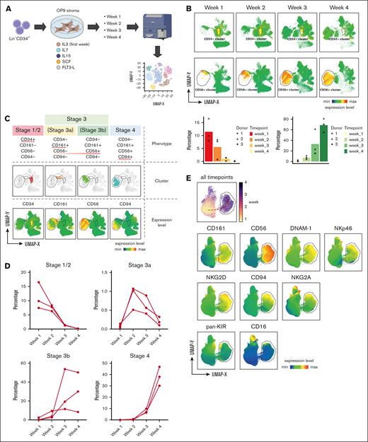 Dynamic changes across Lin−CD34+ progenitor and CD56+ cell compartments over time during in vitro differentiation. (A) Schematic diagram summarizes in vitro generation of NK cells from Lin−CD34+ progenitors. (B) UMAP created from multiparameter FACS analysis of cells collected from each time point during 4-week culture, with annotated CD34+ and CD56+ clusters. Bar graphs show proportions of CD34+ and CD56+ cells across the different time points from 3 individual donors. (C) NK cell in vitro trajectory projected on UMAP embedding separated into 4 clusters based on sequential upregulation of key developmental markers: CD34 at stage1/2, CD161 and CD56 at stage 3a and 3b, and CD94 at stage 4. (D) Changes in proportions of stage1/2, stage 3a, stage 3b, and stage 4 clusters across different culture time points. (E) UMAP shows expression levels of key NK cell receptors upregulated within CD56+ cluster during 4-week culture.
