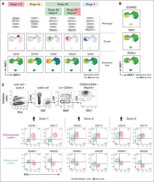 Dissecting the overlapping and distinct phenotypic features between immature stage 3 NK cells and ILC3. (A-C) Multiparameter FACS analysis of cells collected at each week during 4-week in vitro culture. (A) UMAP from multiparameter FACS of combined cell surface markers and intracellular TFs expression showing 4 sequential stages in NK cell trajectory as in Figure 1, with stage 3 phenotype further divided based on bifurcated NKp44 expression. (B) UMAP generated as in panel A showing expression levels of ILC-associated TFs: TBET, EOMES, and RORγt with annotated CD34+, CD161+, and CD56+ clusters in gated regions. (C) Comparisons of levels of NK receptors (DNAM-1 and NKG2D), and ILC3-associated markers (CD117 and CD161) between RORγt− (as S3b NK) and RORγt+ (as ILC3) within the CD56+CD94−NKp44+ population by intracellular and cell surface FACS staining after 4 weeks of in vitro culture. Numbers indicate percentages of total CD56+CD94−NKp44+ cells in each quadrant, data obtained from 3 donors.