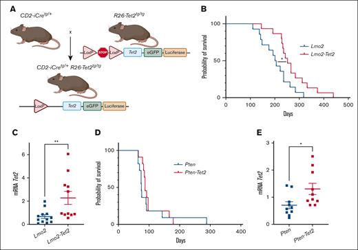 Tet2 overexpression increases T-ALL latency in CD2-LMO2tg mice. (A) Schematic overview of breeding scheme resulting in CD2-iCretg/+;R26-Tet2tg/tg mice. (B) Aging cohort of CD2-Lmo2tg/+ (=Lmo2) (n = 13, median survival 201 days) and CD2-iCretg/+CD2-Lmo2tg/+R26-Tet2tg/tg (=Lmo2-Tet2) (n = 13, median survival 266 days) mice (P = .0226). (C) Tet2 mRNA expression in thymi of Lmo2 (n = 12) and Lmo2-Tet2 mice (n = 11) (P = .0045). (D) Aging cohort of Lck-Cretg/+Ptenfl/flR26-Tet2wt/wt (=Pten) (n = 11, median survival 75 days) and Lck-Cretg/+Ptenfl/flR26-Tet2tg/tg (=Pten-Tet2) (n = 11, median survial 87 days) mice (P = .4508). (E) Tet2 mRNA expression in thymi of Pten (n = 10) and Pten-Tet2 (n = 10) mice (P = .0138).