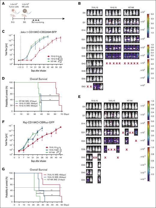 In vivo antitumor activity of IL-15–producing CAR NK cells. (A) Experimental scheme of the in vivo evaluation of a single dose of IL-15–producing CAR NK cells in a Jeko-1-CD19KO-CBG-BFP xenograft model. (B) Bioluminescent imaging analysis in Jeko-1-CD19KO-CBG-BFP tumor–bearing mice after the infusion of indicated CAR NK cells (n = 5). (C) The average radiance measured over the course of 63 days as an indication for Jeko-1-CD19KO-CBG-BFP tumor growth in vivo. (D) Kaplan-Meier plots showing the survival of tumor-bearing mice treated with the indicated CAR NK cells. MS, median survival. ∗∗P < .01, ∗∗∗P < .001, and ∗∗∗∗P < .0001. P values were determined by 2-way ANOVA and log-rank test. (E) Bioluminescent imaging analysis in Raji-CD19KO-CBRluc-BFP tumor–bearing mice after the infusion of indicated CAR NK cells (n = 5). (F) The average radiance measured over the course of 44 days as an indication for Raji-CD19KO-CBRluc-BFP tumor growth in vivo. (G) Kaplan-Meier plots showing survival of tumor bearing mice treated with the indicated CAR NK cells. ∗P < .05, ∗∗P < .01, and ∗∗∗∗P < .0001. P values were from 2-way ANOVA and log-rank test.