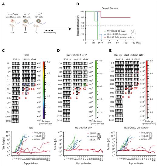 Two doses of CD70-CAR-IL-15 NK treatment eliminates Raji lymphoma cells in xenograft model. (A) Scheme of the in vivo evaluation of 2 doses of CD70-CAR-IL-15 NK infusion. (B) Kaplan-Meier plots showing the survival of tumor-bearing mice injected with the indicated CAR NK cells over 113 days. ∗∗P < .01. P values were determined by log-rank test. (C) Bioluminescent imaging without filters captures all luminescent signals in vivo (top), including Raji-CBG99#-BFP and Raji-CD19KO-CBRluc-GFP, and total flux analysis quantifies total tumor burden (bottom); n = 5 in the CAR NK group, and n = 3 in the NT-NK group. (D) Bioluminescent imaging with filter that selectively captures Raji-CBG99#-BFP luminescent signals in vivo (top) and the quantification of luminescence over time (bottom); n = 5 in the CAR NK group; and n = 3 in the NT-NK group. (E) Bioluminescent imaging with filter that selectively captures Raji-CD19KO-CBRluc-GFP luminescent signals in vivo (top) and the quantification of luminance over time (bottom); n = 5 in the CAR NK group; and n = 3 in the NT-NK group. ∗∗∗P < .001 and ∗∗∗∗P < .0001. P values were determined by 2-way ANOVA test, and Tukey test was engaged for post hoc analysis.